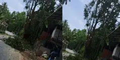 അപകട ഭീഷണി; തളീക്കര കാഞ്ഞിരോളിയിൽ തണൽ മരം മുറിച്ചുമാറ്റുന്നു 