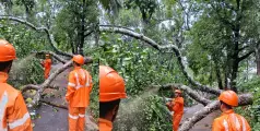 മഴ ശക്തമായി; മരംവീണ് ഗതാഗതം തടസ്സപ്പെട്ടു