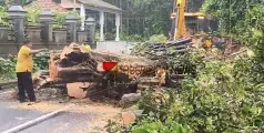 നാട്ടുകാർക്ക് ആശ്വാസം; കാഞ്ഞിരോളിയിൽ അപകട ഭീഷണി ഒഴിഞ്ഞു, തണൽ മരം മുറിച്ചുമാറ്റി  
