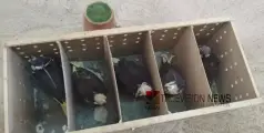 നിയമം ലംഘിച്ച് കൊണ്ടുവന്ന അഞ്ച് ഫാൽകൺ പക്ഷികളെ പിടികൂടി 