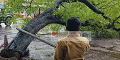 തലശേരിയിൽ കനത്ത മഴയിൽ മരം കടപുഴകി വീണു ; 6  ഇരുചക്രവാഹനങ്ങൾ തകർന്നു