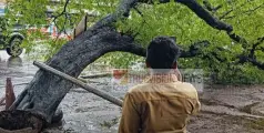 കനത്ത മഴ; തലശ്ശേരിയിൽ മരം കടപുഴകി വീണു; ആറ് ഇരുചക്രവാഹനങ്ങൾ തകർന്നു