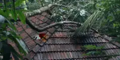 അതിശക്ത മഴ;  കിളിമാനൂരിൽ വീടിനു മുകളിൽ മരം വീണ് മേൽക്കൂര തകർന്നു, കുട്ടികൾ അത്ഭുതകരമായി രക്ഷപ്പെട്ടു