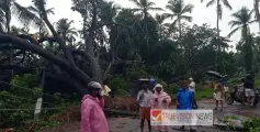 മേലെ ചമ്പാട്  കൂറ്റൻ തണൽ മരം കടപുഴകി ; 3 ഇലക്ട്രിക് പോസ്റ്റുകൾ തകർന്നു, ഗതാഗതം നിലച്ചു