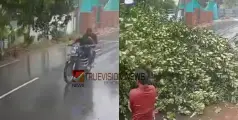 ആയുസിന്റെ ബലം ....; താനൂരിൽ ഓടുന്ന ബൈക്കിന് മുകളിലേക്ക് മരം പൊട്ടി വീണു,  യുവാക്കൾക്ക്  തലനാരിഴയ്ക്ക് രക്ഷ 
