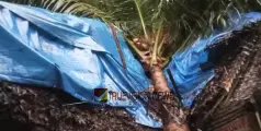 മരണവീട്ടിൽ അപകടം; തൃശ്ശൂരിൽ ശക്തമായ മഴയിൽ തെങ്ങ് കടപുഴകി വീടിന് മുകളിൽ പതിച്ചു, മൂന്ന് കുട്ടികൾക്ക് പരിക്ക്