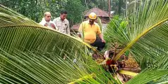 കോഴിക്കോട് കുറ്റ്യാടിയിൽ വീശി അടിച്ച കാലവർഷകാറ്റിൽ തെങ്ങ് വീണ് വീടിൻറെ ഭിത്തിക്ക് വിള്ളൽ 