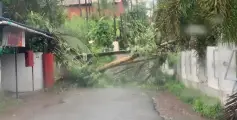 ശക്തിയേറിയ മഴയിൽ തളിപ്പറമ്പിലും സമീപ പ്രദേശങ്ങളിലും നിരവധി നാശനഷ്ടം.