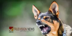 മൂന്നാറിൽ തെരുവുനായ​ ആക്രമണം: സഞ്ചാരികളടക്കം ഇരുപതോളം പേർക്ക്​ കടിയേറ്റു