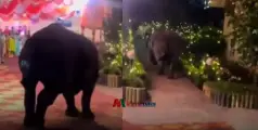 അല്ല ആരിത്...... കല്യാണത്തിന് വന്ന ആളെ മനസ്സിലായോ? അപ്രതീക്ഷിതമായി എത്തിയ അതിഥി, വൈറലായി വീഡിയോ 