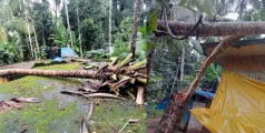 കൂത്താളിയില്‍ വീടിന് മുകളില്‍ തെങ്ങ് വീണു 
