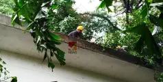 ശക്തമായ കാറ്റ്; കുറ്റ്യാടി രജിസ്റ്റർ ഓഫീസിന്റെ മുകളിൽ  പടുകൂറ്റൻ മരം വീണു