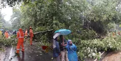 ഒഴിവായത് വൻ അപകടം, വടകര പേരാമ്പ്ര റൂട്ടിൽ റോഡിന് കുറുകെ മരം ഒടിഞ്ഞു വീണു; സ്ഥലത്ത് ഗതാഗത തടസ്സം
