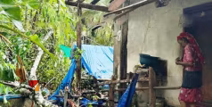 കുമ്മങ്കോട് കാറ്റിലിലും മഴയിലും പ്ലാവ് പൊട്ടിവീണ് വീട് തകർന്നു