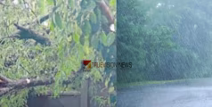 വീടിനു മുകളിലേക്ക് മരം കടപുഴകി വീണു; വീട്ടുകാർക്ക് തലനാരിഴയ്ക്ക് രക്ഷ 