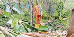 നഷ്ടം വിതച്ച് ചുഴലിക്കാറ്റ്; പശുക്കടവിൽ 4,000 നേന്ത്രവാഴകള്‍ നിലം പൊത്തി