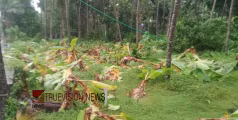 സാമൂഹിക വിരുദ്ധരുടെ അഴിഞ്ഞാട്ടം; ഒഞ്ചിയത്ത് വാഴകൃഷി വെട്ടിനശിപ്പിച്ചു; ബോധപൂർവ്വം പ്രശ്നം സൃഷ്ടിക്കാൻ ശ്രമമെന്ന് ആർഎംപി