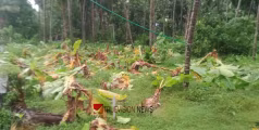 ഈ ക്രൂരത വേണ്ടിയിരുന്നില്ല; വടകര ഒഞ്ചിയത്ത് സാമൂഹ്യ വിരുദ്ധർ 250 ലേറെ വാഴകൾ വെട്ടിനശിപ്പിച്ച നിലയിൽ