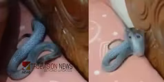 തണുപ്പ് സഹിക്കാൻ ആവുന്നില്ല...? മുറിയിലെ തലയണയ്ക്കുള്ളിൽ ചുരുണ്ട്  സർപ്പം; ഭയപ്പെടുത്തുന്ന ദൃശ്യം പുറത്ത് 