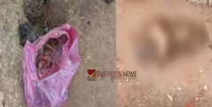 ചൂരൽമലയിൽ മിണ്ടാപ്രാണികളോട് ക്രൂരത; ഇറച്ചിയിൽ 'കാഞ്ഞിര വിഷം' കലർത്തി തെരുവുനായ്ക്കൾക്ക് നൽകി, നായ്ക്കൾ ചത്തു