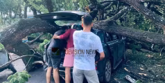 കൊയിലാണ്ടിയിൽ മരം കടപുഴകി വീണു: സ്കൂട്ടർ യാത്രക്കാരന് പരിക്ക്, കാർ യാത്രികന് അത്ഭുത രക്ഷ