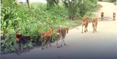 പാലക്കാട് വീട്ടുമുറ്റത്ത് കളിച്ചുകൊണ്ടിരിക്കെ നാലുവയസുകാരനെ നായക്കൂട്ടം ആക്രമിച്ചു; ഗുരുതര പരിക്ക്