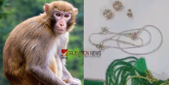 ഇതൊക്കെ എന്റെയൊരു താമശയല്ലേ....; ദർശനത്തിനെത്തിയ  ഭക്തന്റെ ബാ​ഗുമായി മുങ്ങി കുരങ്ങൻ, ബാ​ഗിലുണ്ടായിരുന്നത് 20 ലക്ഷം രൂപയുടെ ആഭരണം
