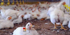 ദുർഗന്ധം അസഹനീയം; കോഴിക്കോട് ചത്ത കോഴികളെ സൂക്ഷിച്ച കോഴിക്കട പൂട്ടിച്ചു