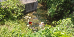 മാലിന്യ തടാകം; കല്ലാച്ചി മത്സ്യമാർക്കറ്റിനടുത്തെ വലിയ കുളം ആരോഗ്യ ഭീഷണിയാവുന്നു