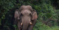 തമിഴ്നാട് പന്തലൂരിൽ കാട്ടാന ആക്രമണം:  ഒരാൾ മരിച്ചു