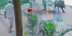 കോഴിക്കോട് ഉള്ള്യേരിയില്‍ പാല്‍ വാങ്ങാൻ പോവുന്നതിനിടെ കാട്ടുപന്നി ആക്രമണം; മുന്‍ സൈനിക ഉദ്യോഗസ്ഥനടക്കം രണ്ട് പേര്‍ക്ക് പരിക്ക് 