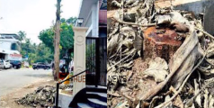 നാദാപുരം സംസ്ഥാനപാതയിലെ മരം മോഷണം; അന്വേഷണം ആരംഭിച്ച് പൊലീസ് 