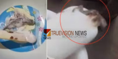 ഏഴ് വയസുകാരൻ കഴിച്ചുകൊണ്ടിരുന്ന ഐസ്ക്രീമിനുള്ളിൽ ചത്ത പല്ലി; നടപടിയുമായി അധികൃതർ