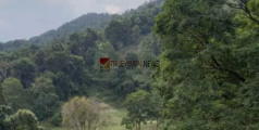 കൽപ്പറ്റയില്‍ അച്ഛനൊപ്പം കൂൺ പറിക്കാൻ പോയ ഒന്നര വയസുകാരിക്ക് മൃഗത്തിന്റെ ആക്രമണം