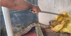 കോഴിക്കൂട്ടില്‍ കയറിയ പെരുമ്പാമ്പിനെ പിടികൂടി