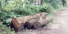 കാറ്റിൽ മറിഞ്ഞ മരം നീക്കണമെന്ന് നാട്ടുകാർ  