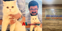 'കുളിപ്പിക്കാൻ നൽകിയ പൂച്ചയെ കൊന്നു, ഇവിടെ ഉള്ളവർക്ക് ഒരു തേങ്ങയും അറിയില്ല';  എറണാകുളം പെറ്റ് ഹോസ്പിറ്റലിനെതിരെ പരാതി നൽകി നാദിർഷ