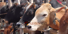 കണ്ണൂരിൽ അഞ്ച് പശുക്കൾ ഷോക്കേറ്റ് ചത്തു