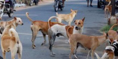 കണ്ണൂരിൽ ഭീകരാന്തരീക്ഷം സൃഷ്ടിച്ച് തെരുവ് നായ്ക്കൾ :നിരവധിപ്പേർക്ക് കടിയേറ്റു 