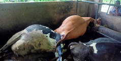 ചത്ത പശുക്കളുടെ പോസ്റ്റ്‌ മോർട്ടം നടത്തി 