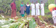 അയ്യൻകുന്നിൽ കാട്ടാനയിറങ്ങി കൃഷി നശിപ്പിച്ചു