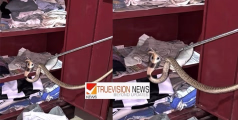 നിങ്ങളും ഒന്ന് സൂക്ഷിച്ചോ...; കണ്ണൂരിൽ  വീടിനുളളിലെ അലമാരയിൽ മൂർഖൻ പാമ്പിനെ കണ്ടെത്തി
