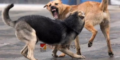 എത്രയും പെട്ടെന്ന് പ്രതിരോധ കുത്തിവെയ്‌പ്പെടുക്കൂ...; എട്ടോളം പേരെ കടിച്ച തെരുവുനായയ്ക്ക് പേ വിഷബാധ 
