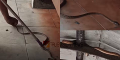 ഒന്ന് ബസ് കാണാൻ വന്നതാ ....; പുൽപ്പള്ളി ബസ് സ്റ്റാൻഡിൽ യാത്രക്കാരെ പരിഭ്രാന്തരാക്കി പാമ്പ്