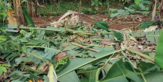 മലയാറ്റൂരിൽ വീണ്ടും കൃഷി നശിപ്പിച്ച് കാട്ടാന   