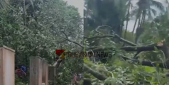 ശക്തമായ കാറ്റ്; വള്ളിയാട് കോട്ടപ്പള്ളി ഏരിയയിൽ വ്യാപക നാശനഷ്ടം