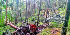 കർഷകർ ദുരിതത്തിൽ; ചിറ്റാരിയിൽ കാട്ടാനകളിറങ്ങി, വ്യാപക കൃഷി നാശം  
