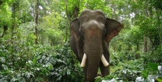 നിലമ്പൂരിൽ കാട്ടാന ആക്രമണം:  ഒരാൾ കൊല്ലപ്പെട്ടു 