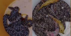 കണ്ണൂർ മയ്യിലിൽ  പാമ്പുകൾക്ക് മാളമില്ല ; രണ്ടു ദിവസത്തിനിടെ പിടികൂടിയത് 25 ലധികം പാമ്പുകൾ