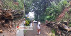 കനത്ത മഴയിൽ  തലശേരിയിൽ കൂറ്റൻ മരം കടപുഴകി ; 4 ഇലക്ട്രിക് പോസ്റ്റുകൾക്ക് കേട്പാട്